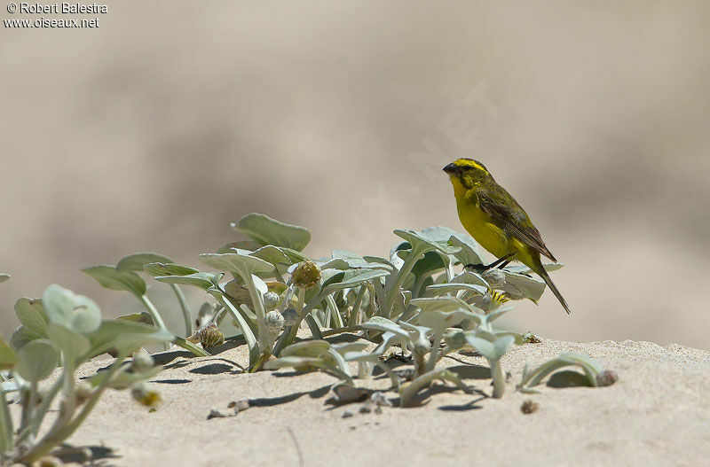 Serin de Sainte-Hélène