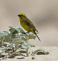 Serin de Sainte-Hélène