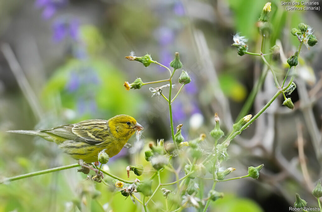 Serin des Canaries