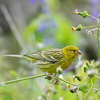 Serin des Canaries
