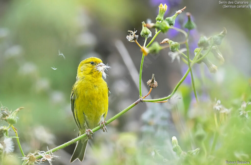 Serin des Canaries