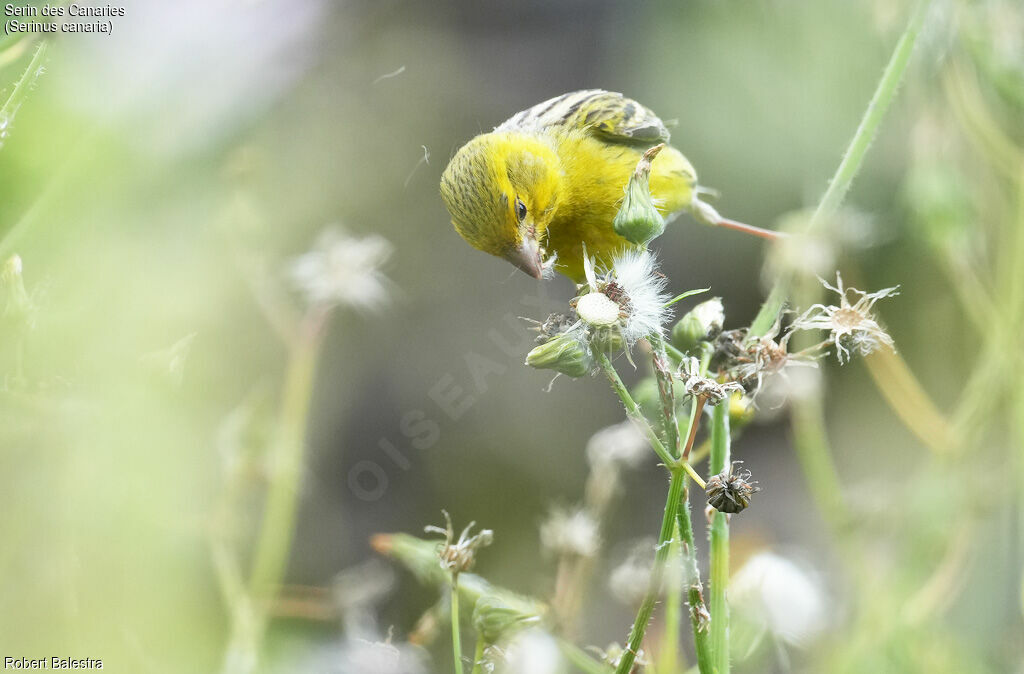 Serin des Canaries