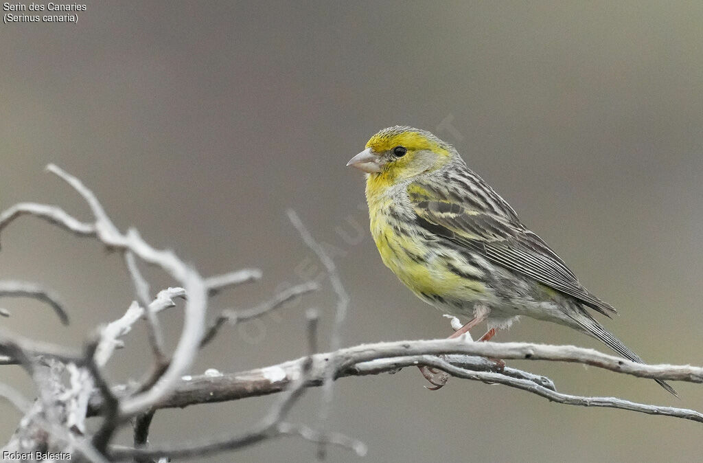 Serin des Canaries