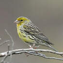 Serin des Canaries