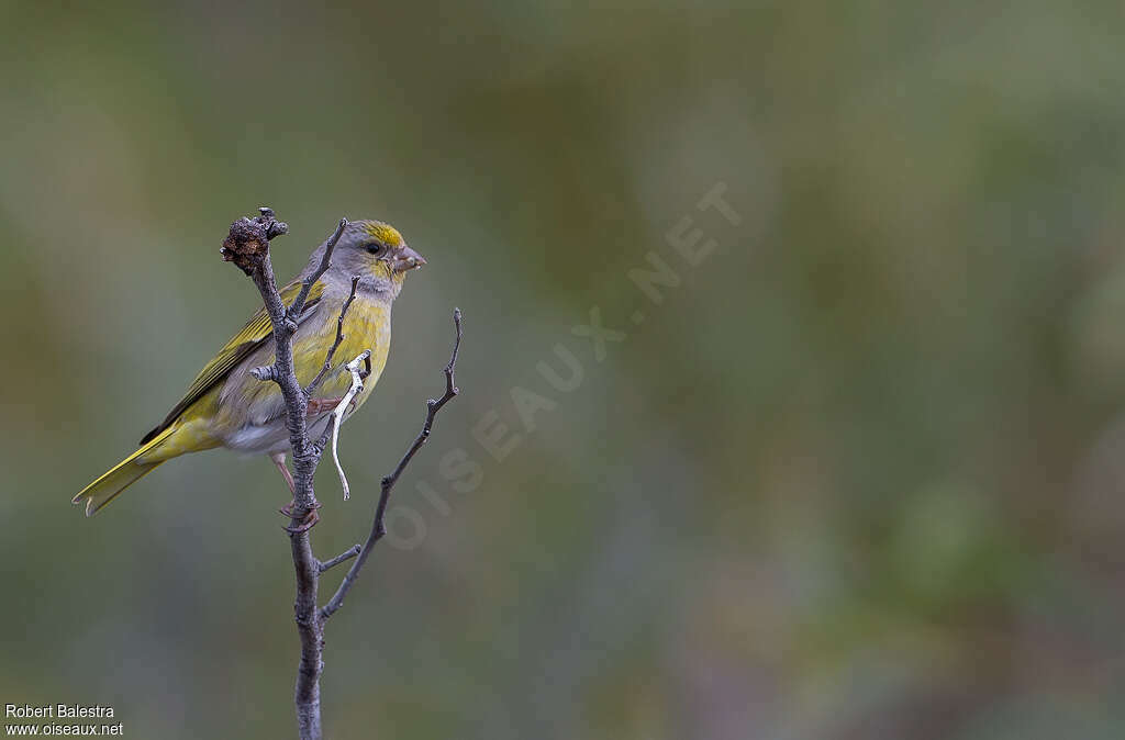 Cape Canary male adult, identification