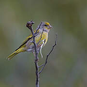 Serin du Cap