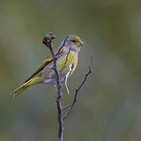 Serin du Cap