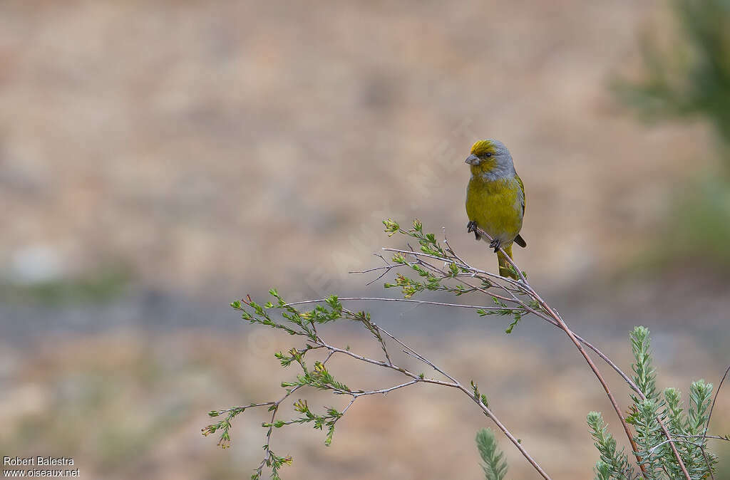 Cape Canary male adult, habitat, pigmentation