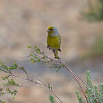 Serin du Cap