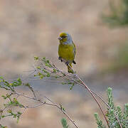 Cape Canary