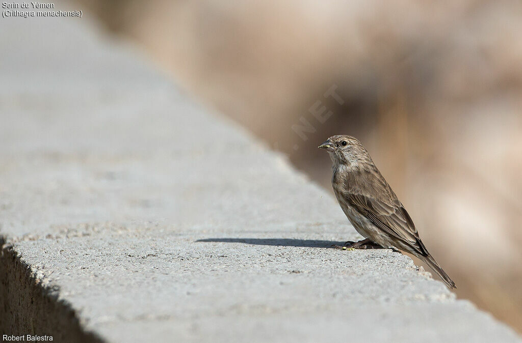 Serin du Yémen