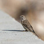 Serin du Yémen