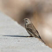 Yemen Serin