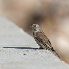 Serin du Yémen