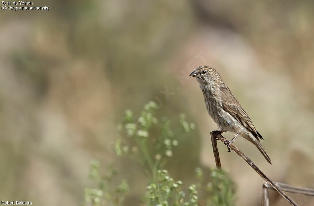 Yemen Serin