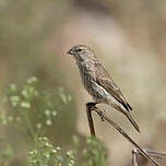 Serin du Yémen