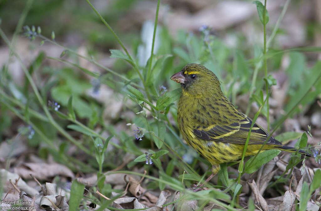 Forest Canary male adult, identification