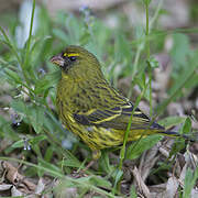 Forest Canary