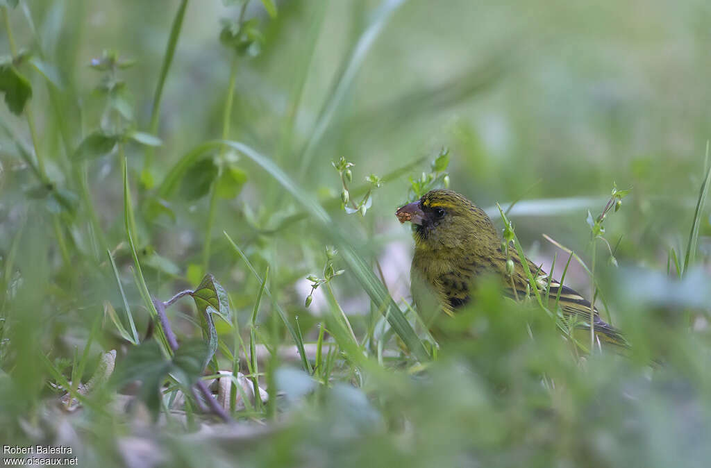 Serin forestier mâle adulte, habitat, mange