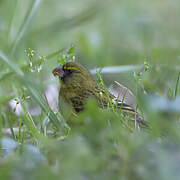 Forest Canary