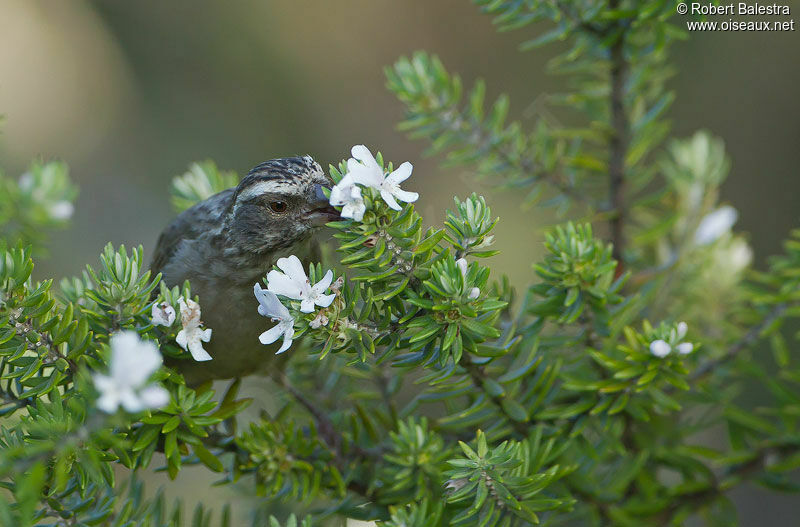 Streaky-headed Seedeater