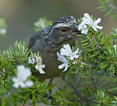 Serin gris