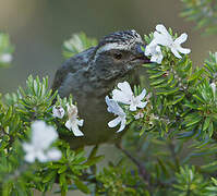 Streaky-headed Seedeater