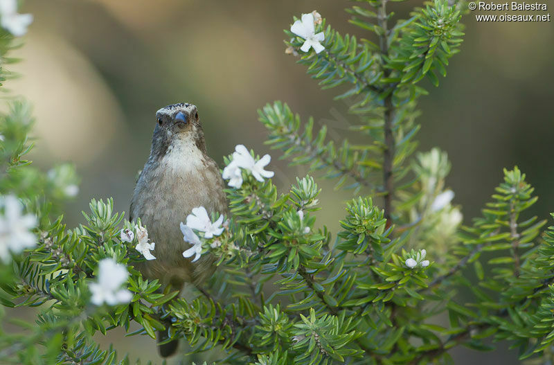 Streaky-headed Seedeater