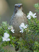 Streaky-headed Seedeater