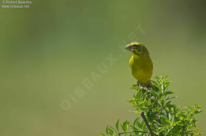 Brimstone Canary