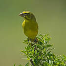 Serin soufré