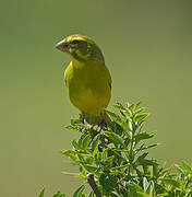 Serin soufré