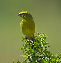 Serin soufré