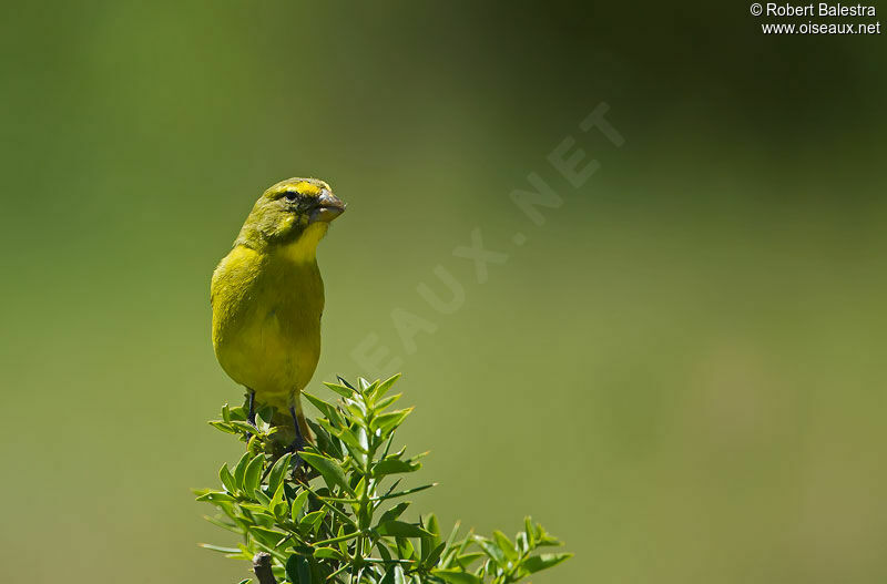 Serin soufré