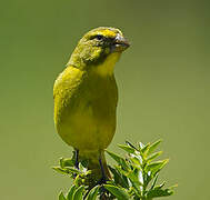 Brimstone Canary