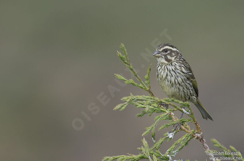 Serin strié