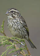 Streaky Seedeater