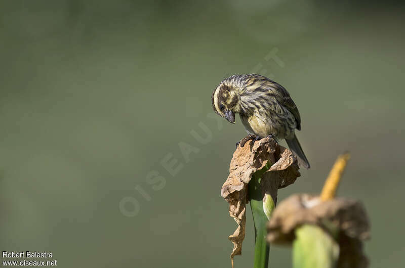 Serin striéadulte, mange