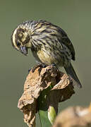 Streaky Seedeater