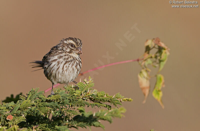 Serin strié