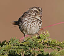 Streaky Seedeater