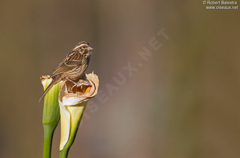 Serin strié