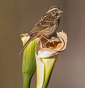 Serin strié