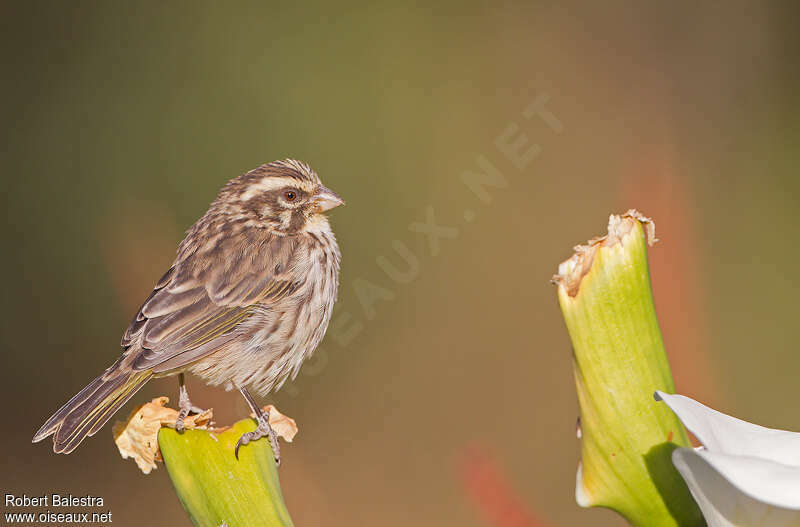 Serin striéadulte, identification