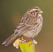 Serin strié