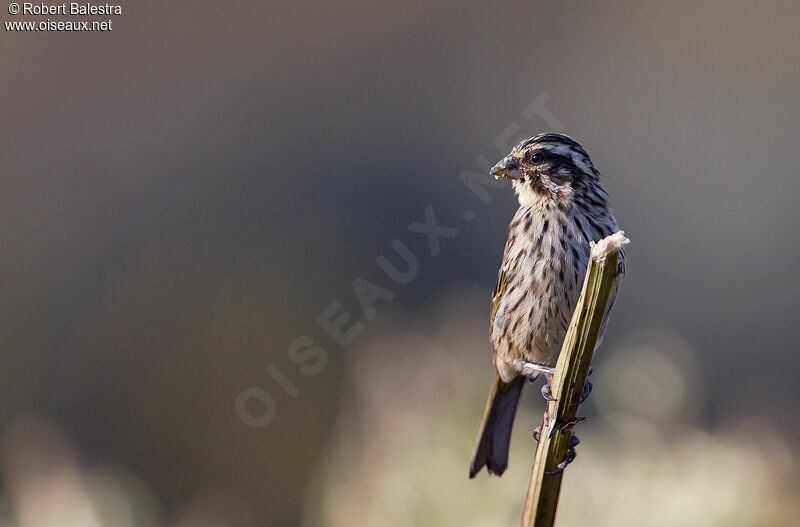 Streaky Seedeater