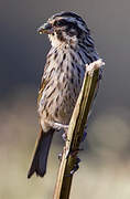 Streaky Seedeater