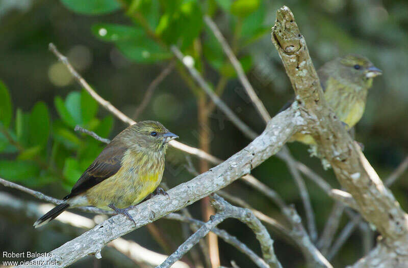 Cape Siskin male adult, identification