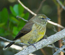 Cape Siskin