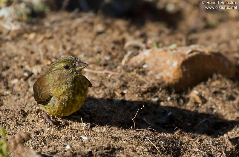 Cape Siskin male adult